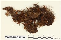 藏品(檜苔屬)的圖片